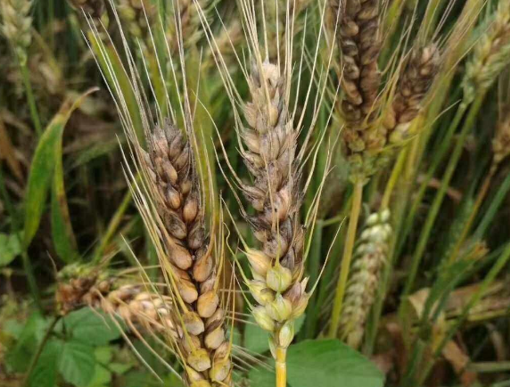 江苏丙硫菌唑厂家浅析丙硫菌唑的注意事项